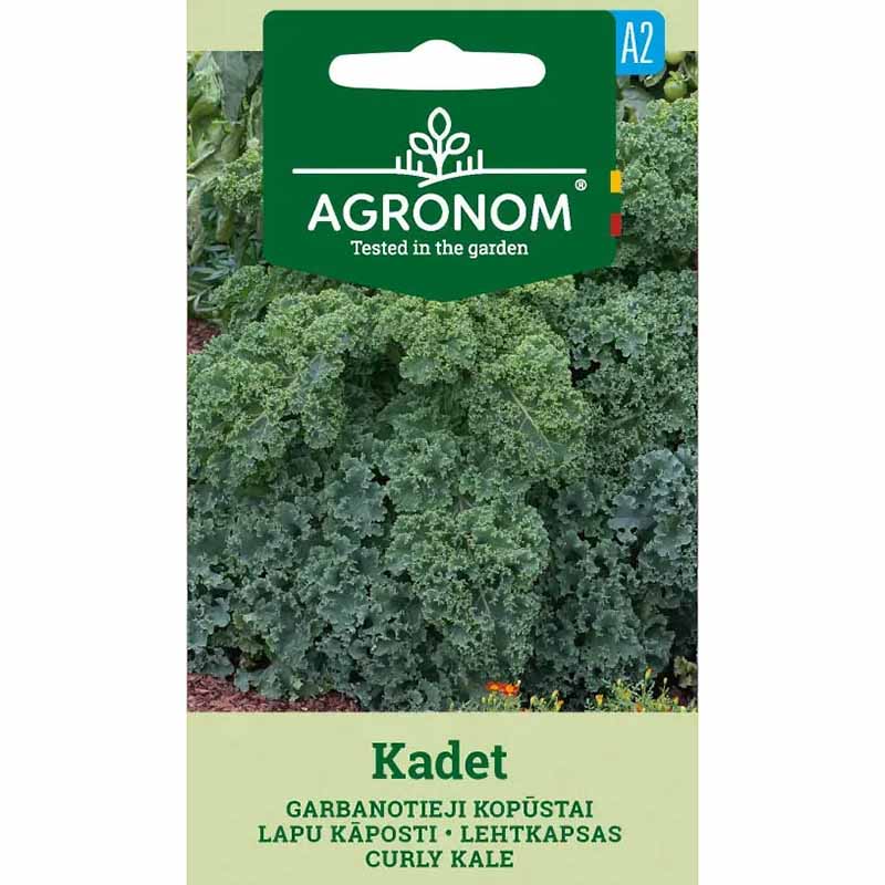 Kale 'Kadet'