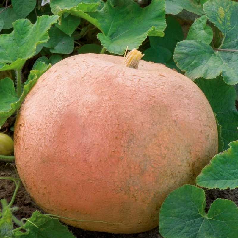 Pumpkin 'Jaune Gros de Paris'