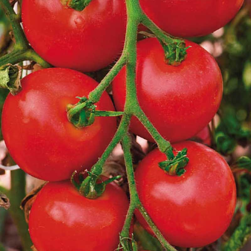 Tomato 'Moneymaker'