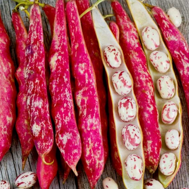 Shelling bean 'Coco Nain Rose D´Eyrague'