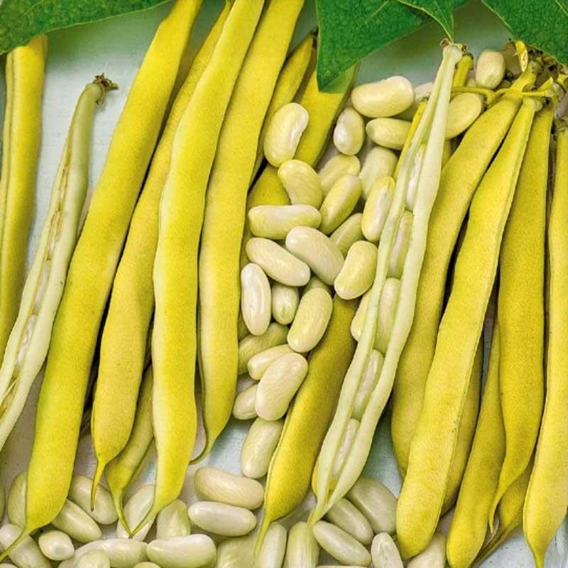 Shelling bean 'Michelet à longue cosse'