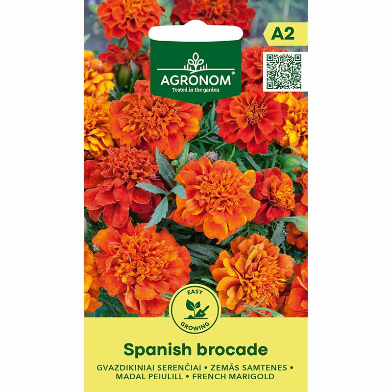 French Marigold 'Spanish Brocade'