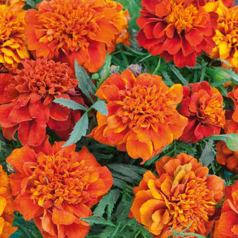 French Marigold 'Spanish Brocade'
