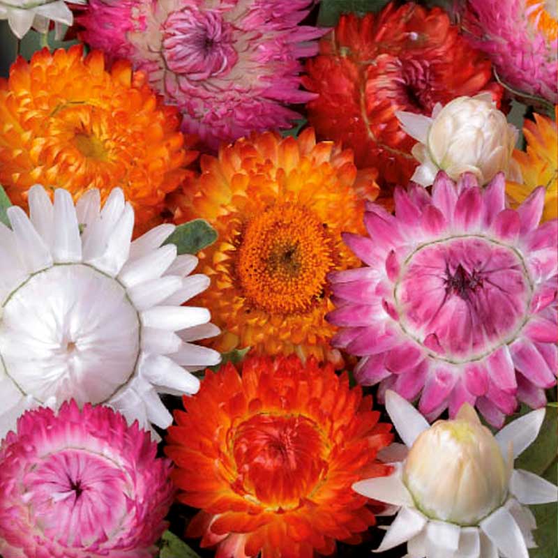 Strawflower 'Tom Thumb'