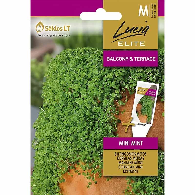 Creeping Mint 'Mini mint'