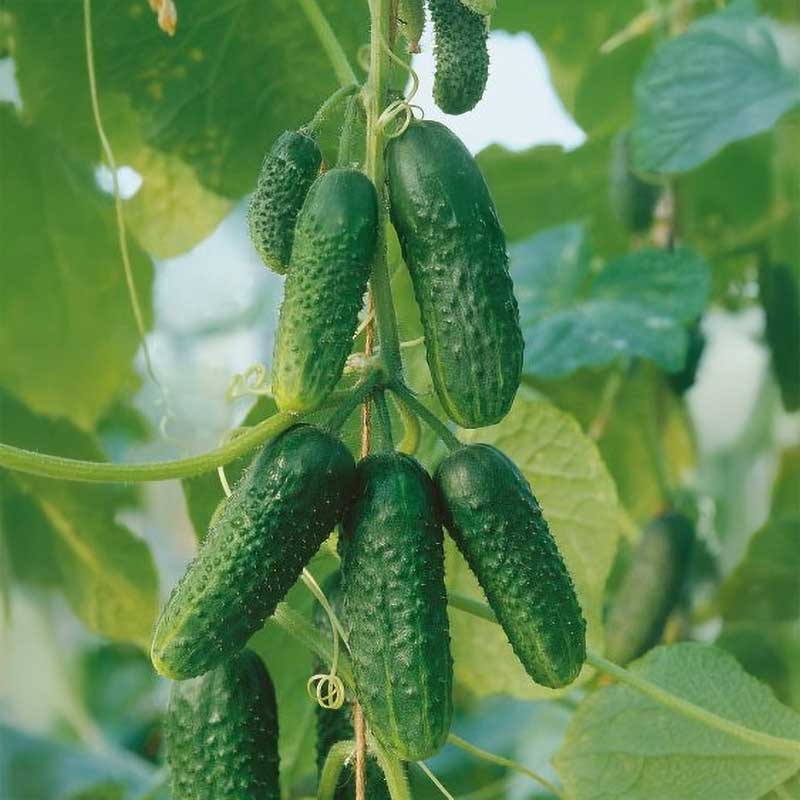 Cucumber 'Avion' F1