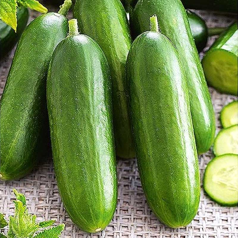 Cucumber 'Snack' F1