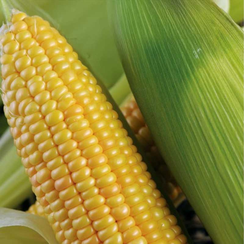 Corn 'Zlota Karlowa'