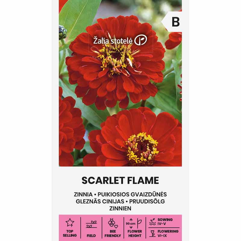 Zinnia 'Scarlet Flame'