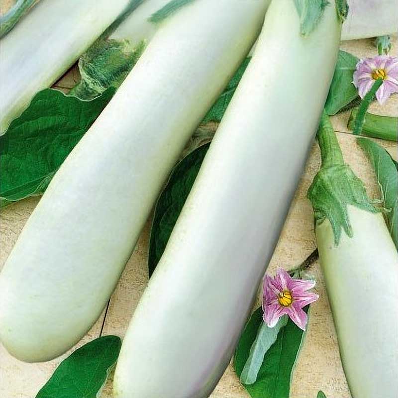 Eggplant 'White knight' H