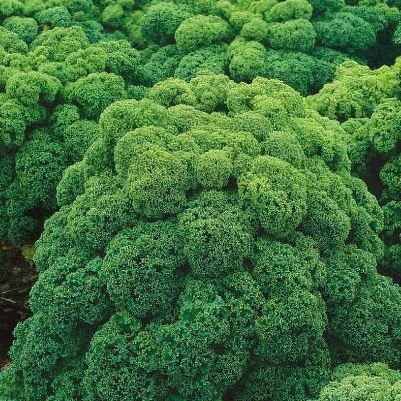 Kale 'Oldenbor' H