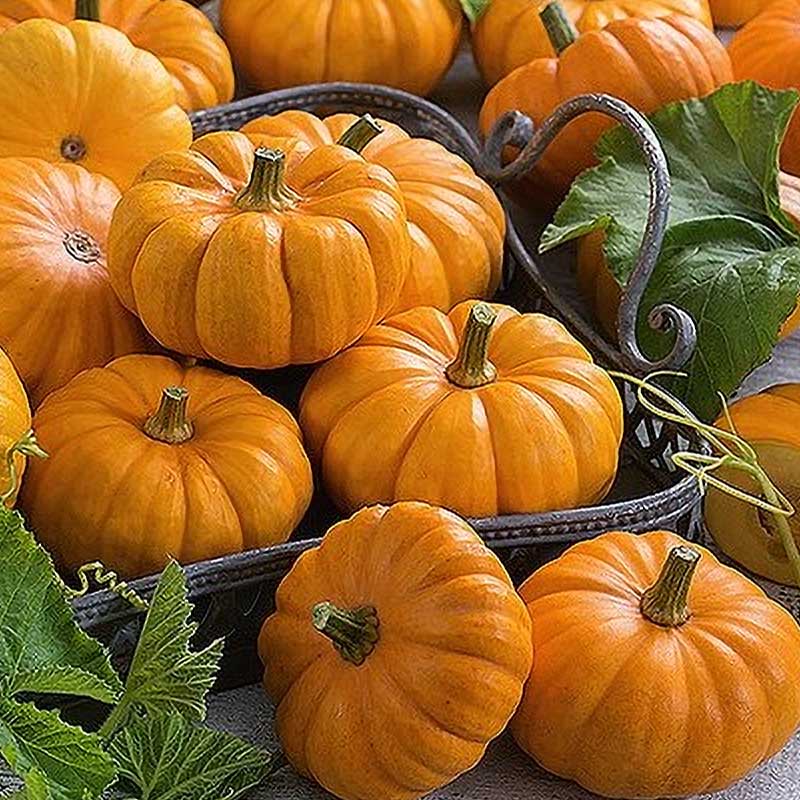 Pumpkin 'Jack Be Little'