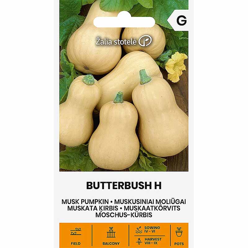 Butternut Squash 'Butterbush' F1