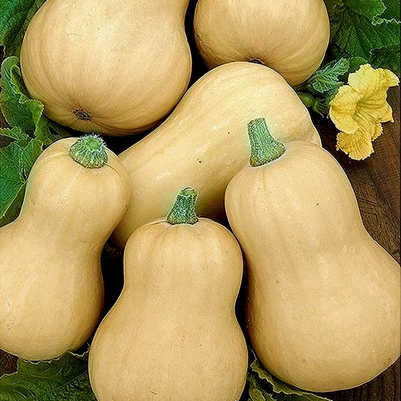 Butternut Squash 'Butterbush' F1