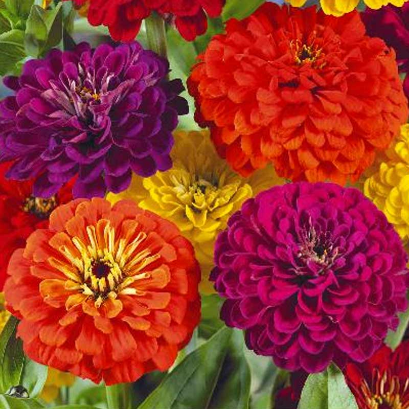 Zinnia 'Diablo'