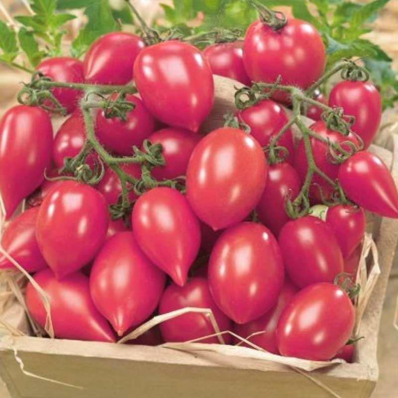 Tomato 'Plumbrella rosy pink'