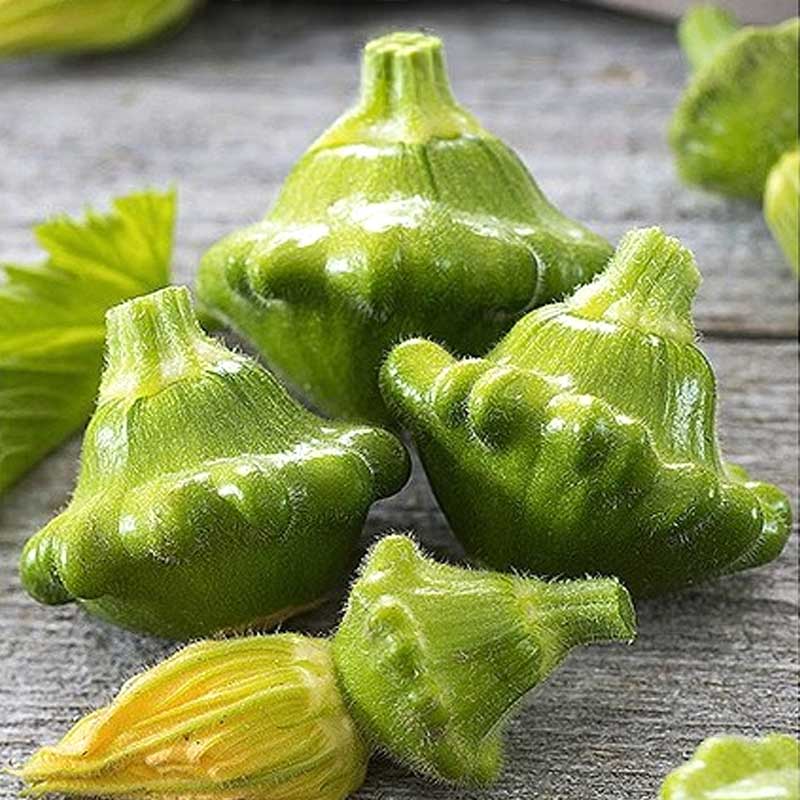 Pattypan Squash 'Okra'
