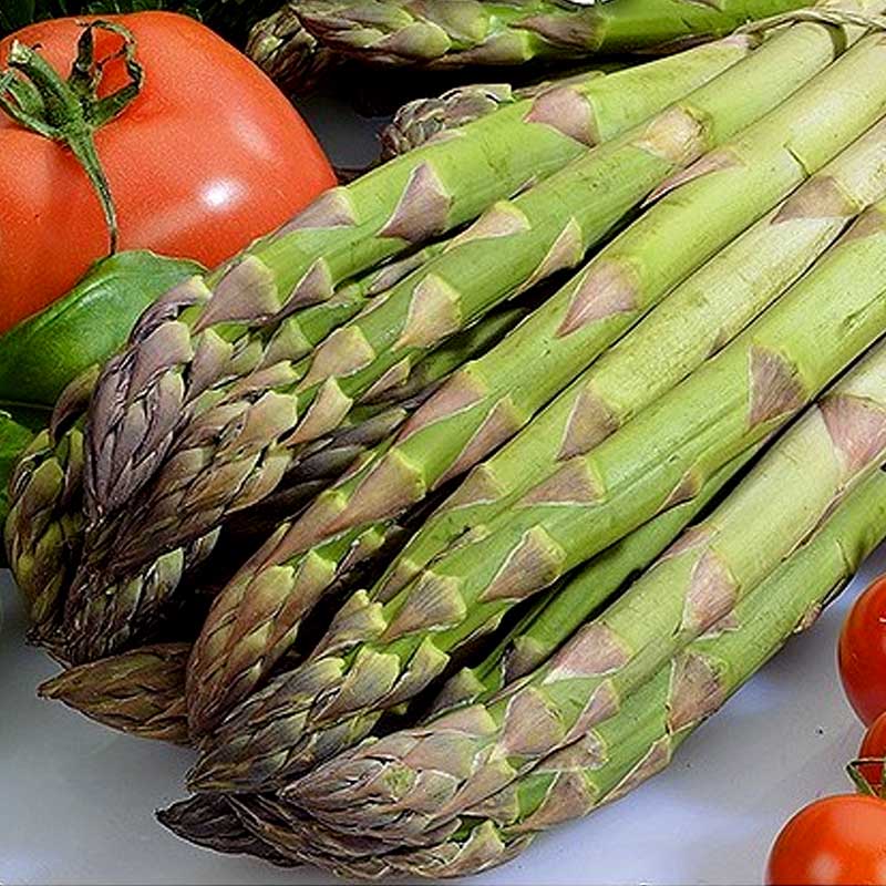 Asparagus 'Mary Washington'