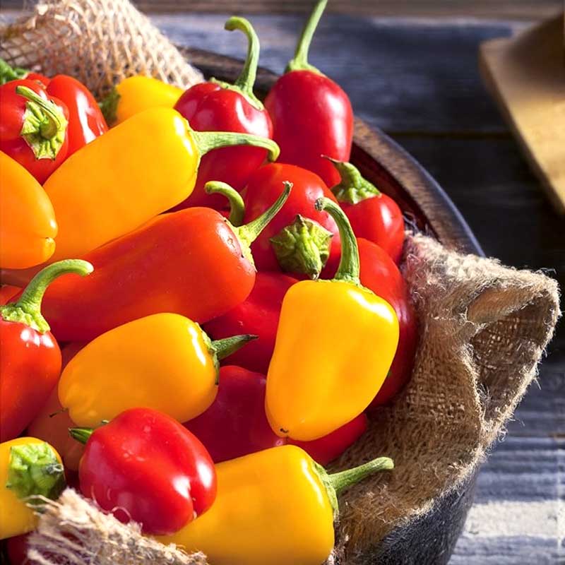 Sweet Pepper 'Yala & Rela'