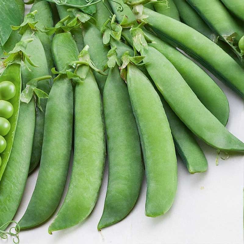 Pea 'Alexandra'
