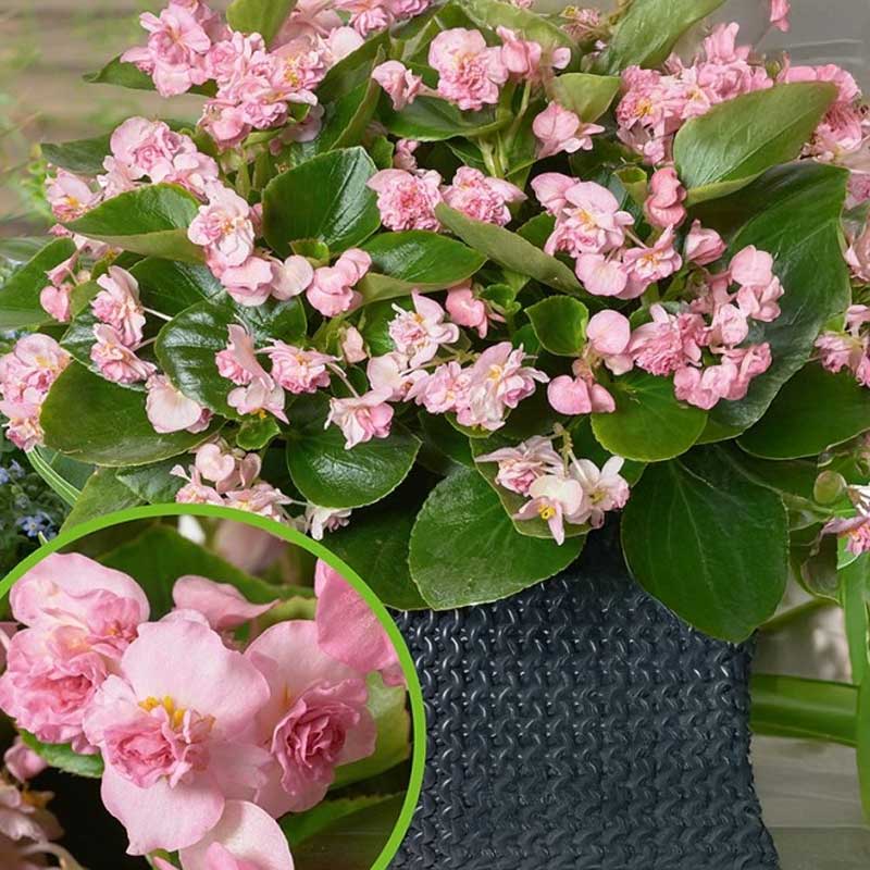 Begonia 'FlowerBall' H Pink