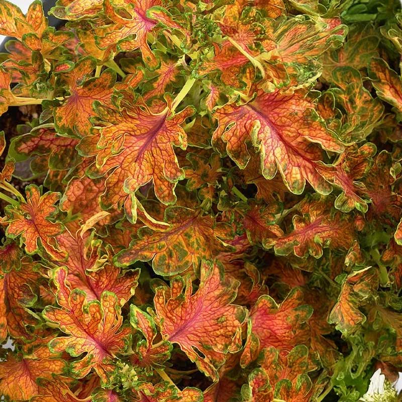 Coleus 'Colocha Scarlet'