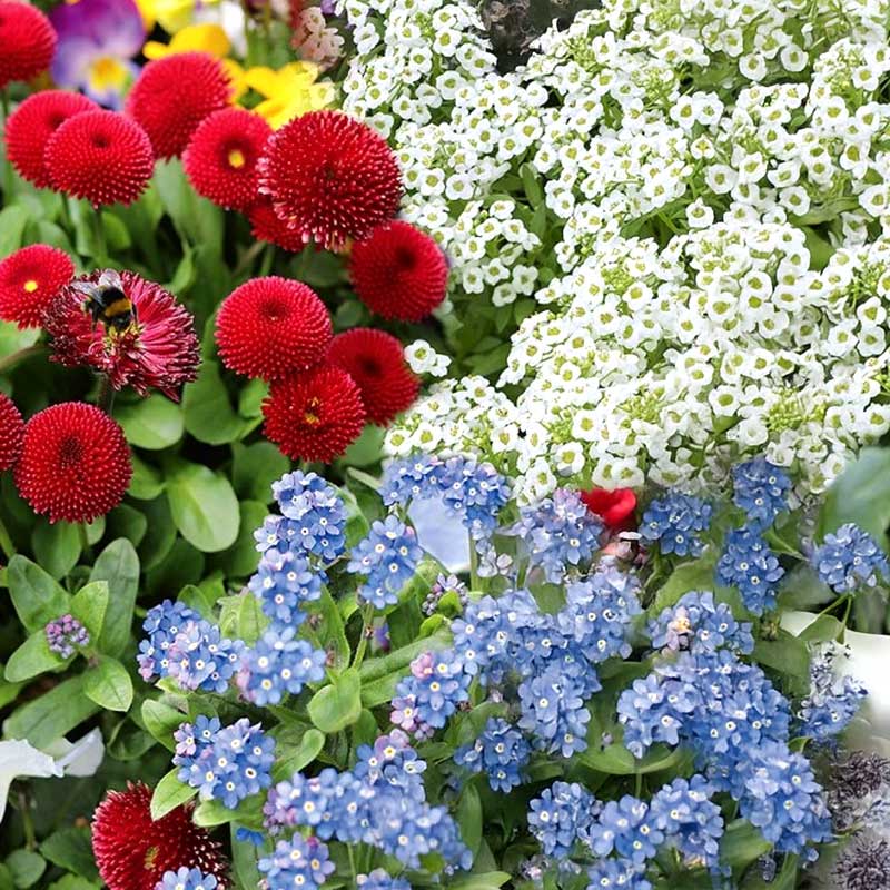 Flower Mix 'Spring Balcony'