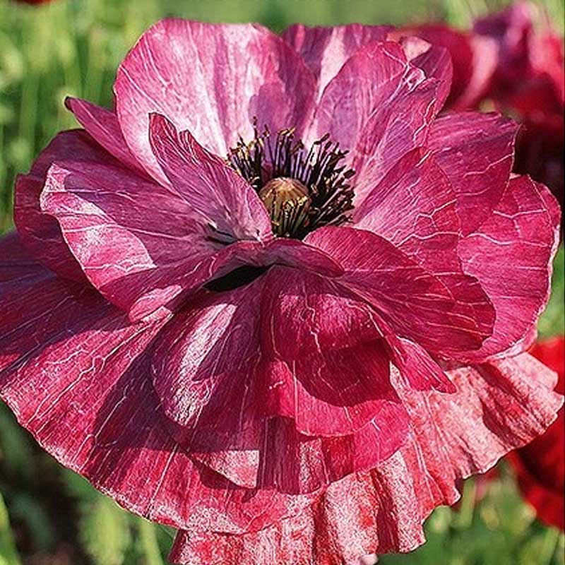 Poppy 'Pandora'