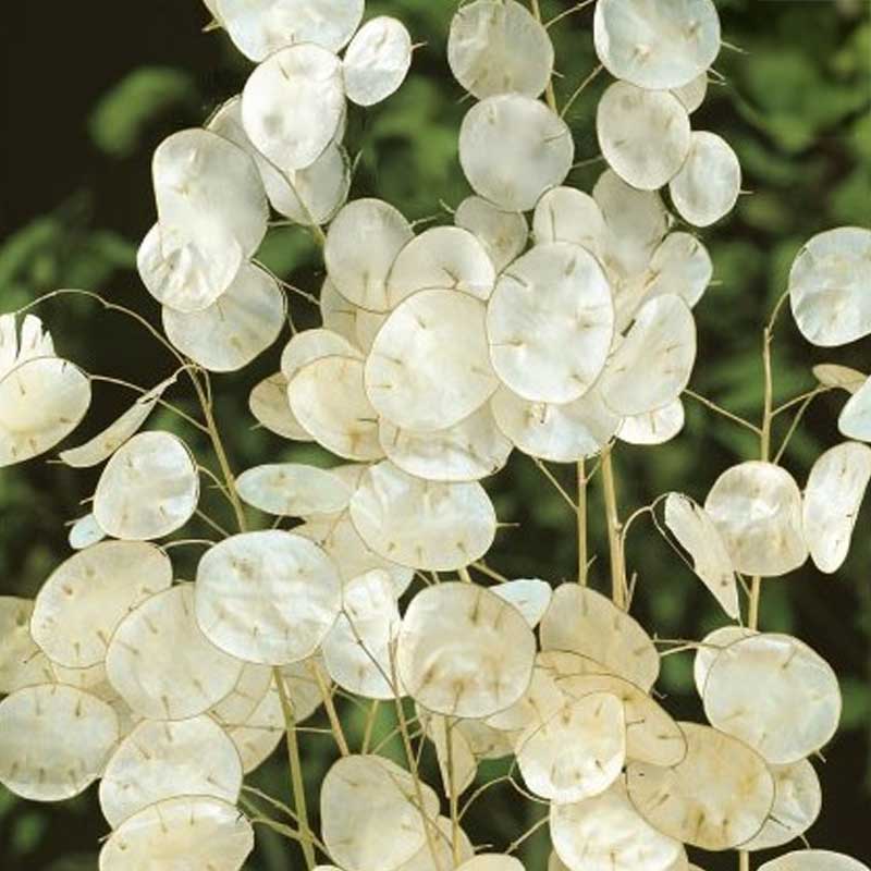 Honesty 'Silver Coins'