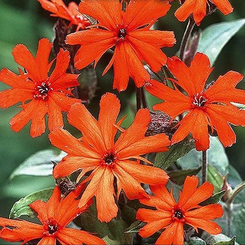 Maltese Cross 'Vesuvius'