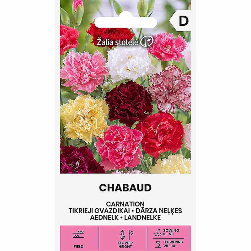 Carnation 'Chabaud'