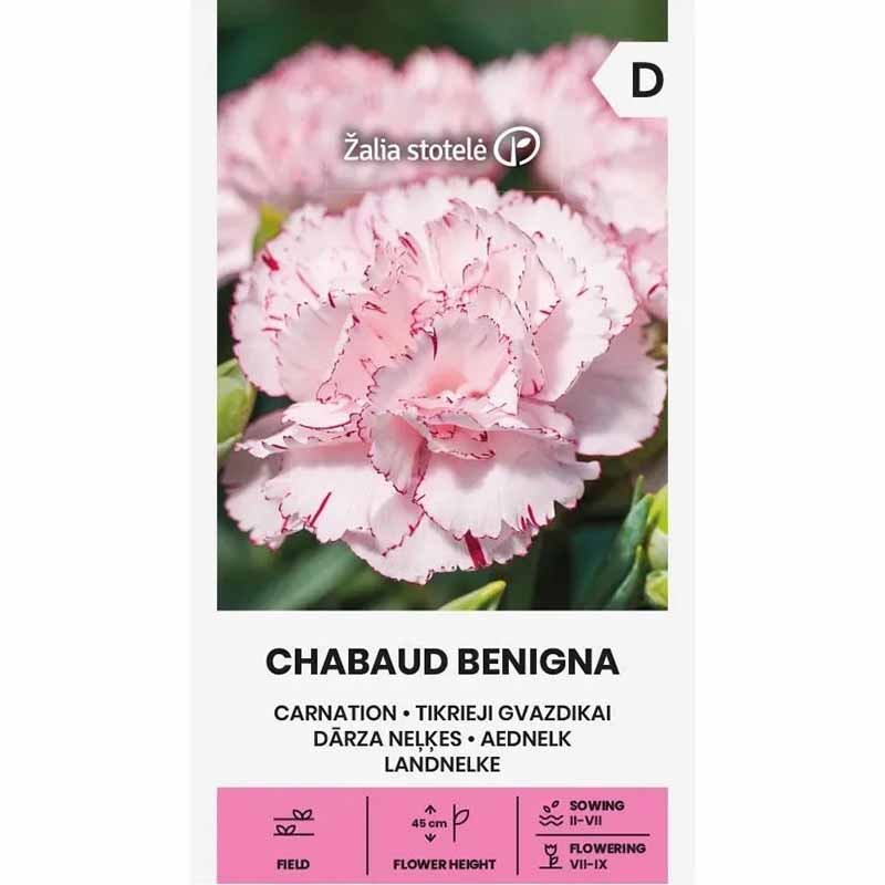 Garden carnation 'Chabaud Benigna'