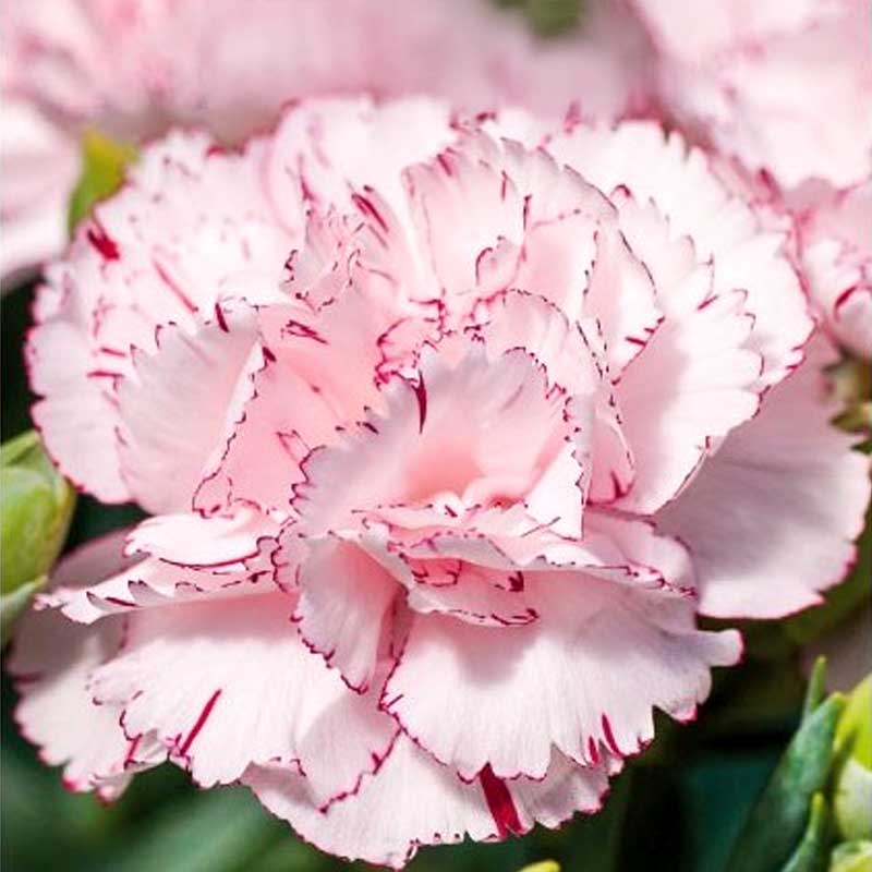 Garden carnation 'Chabaud Benigna'