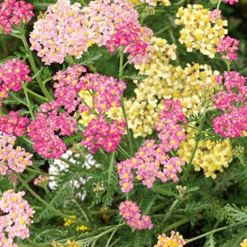 Yarrow 'Pastel' F2