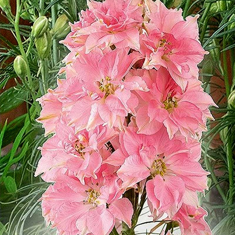 Larkspur 'Rose Queen'