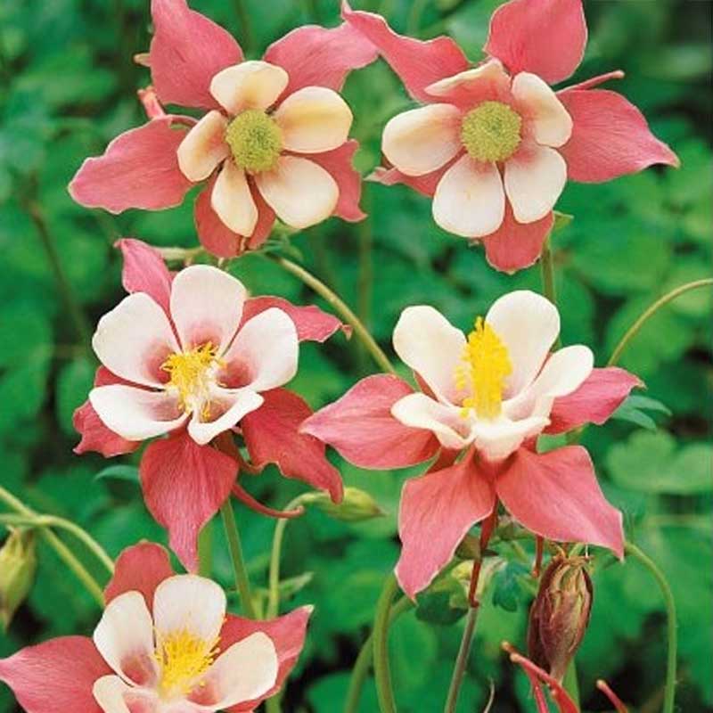 Columbine 'Coral'