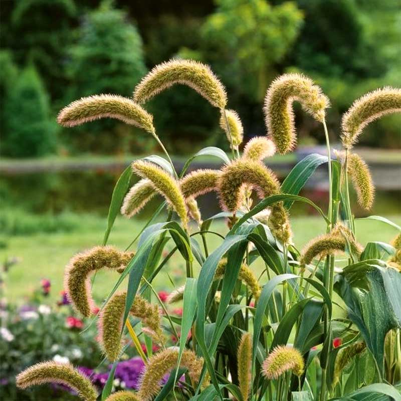 Foxtail Millet