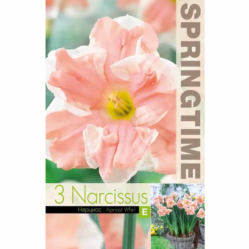 Double Daffodil 'Apricot Whirl'