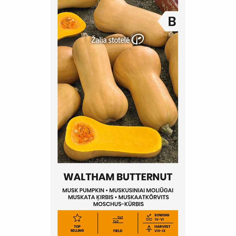 Butternut Squash 'Waltham Butternut'