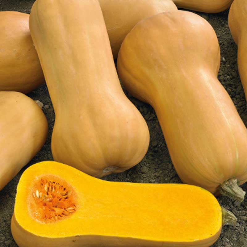 Butternut Squash 'Waltham Butternut'