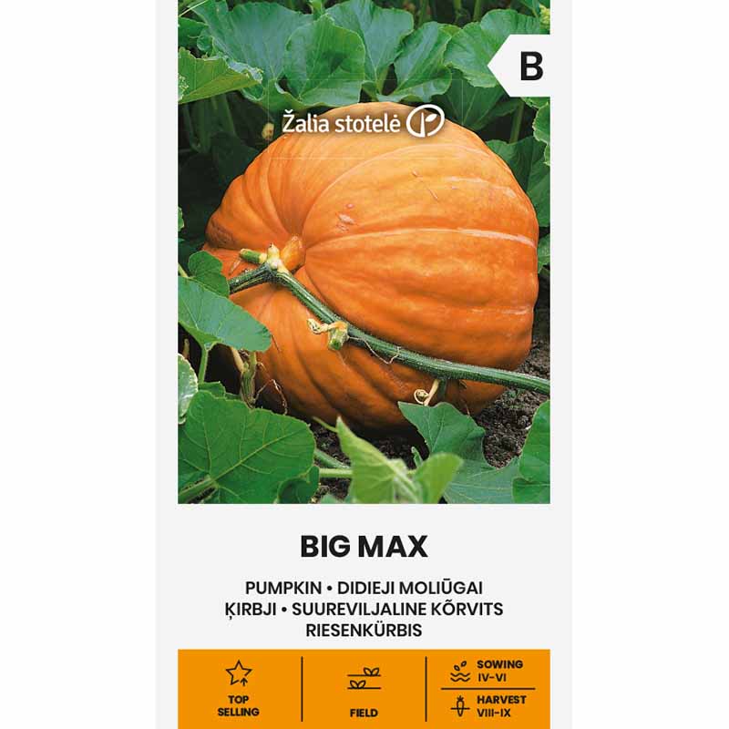 Pumpkin 'Big Max'