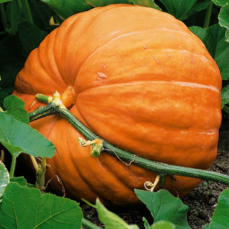 Pumpkin 'Big Max'