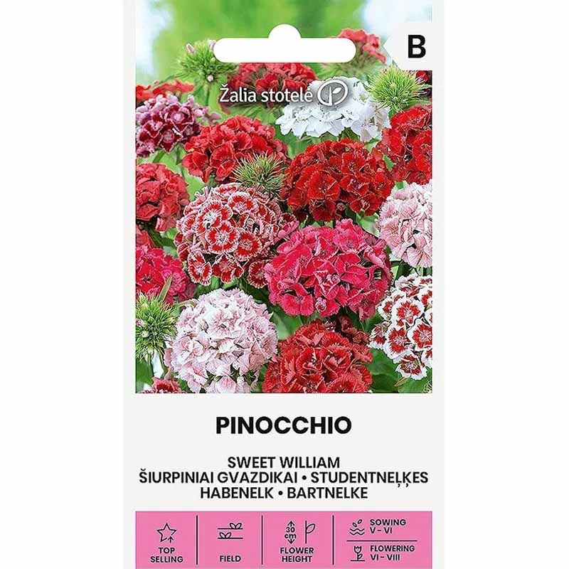Sweet William 'Pinocchio mix'