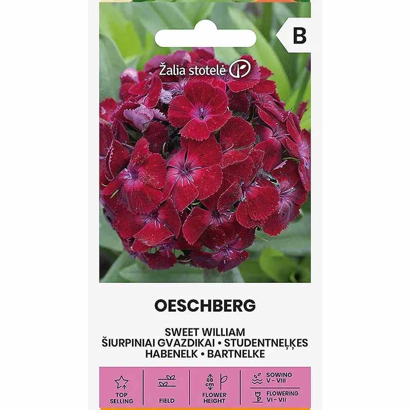 Sweet William 'Oeschberg'