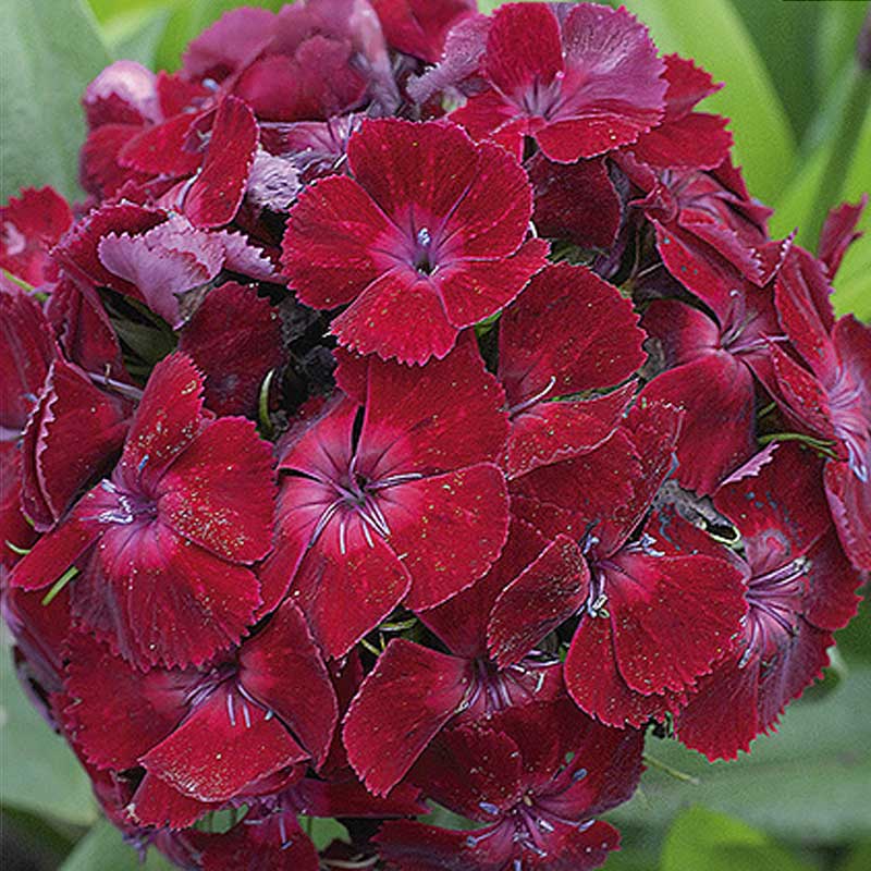 Sweet William 'Oeschberg'