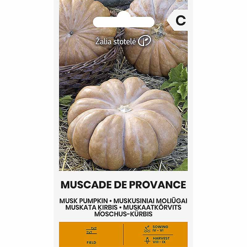 Butternut Squash 'Muscade de Provence'