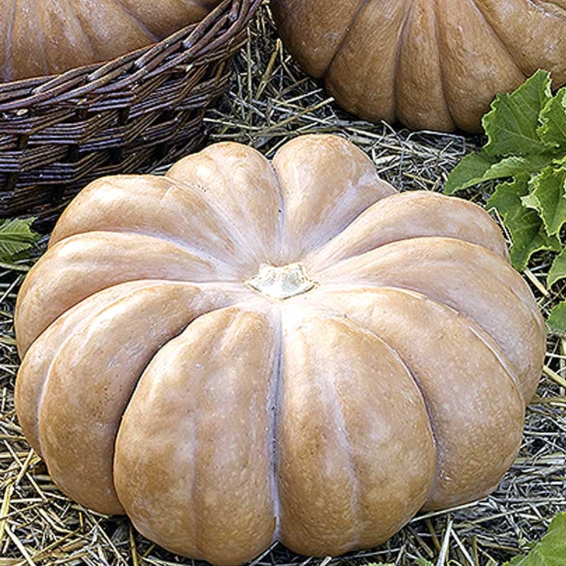 Butternut Squash 'Muscade de Provence'
