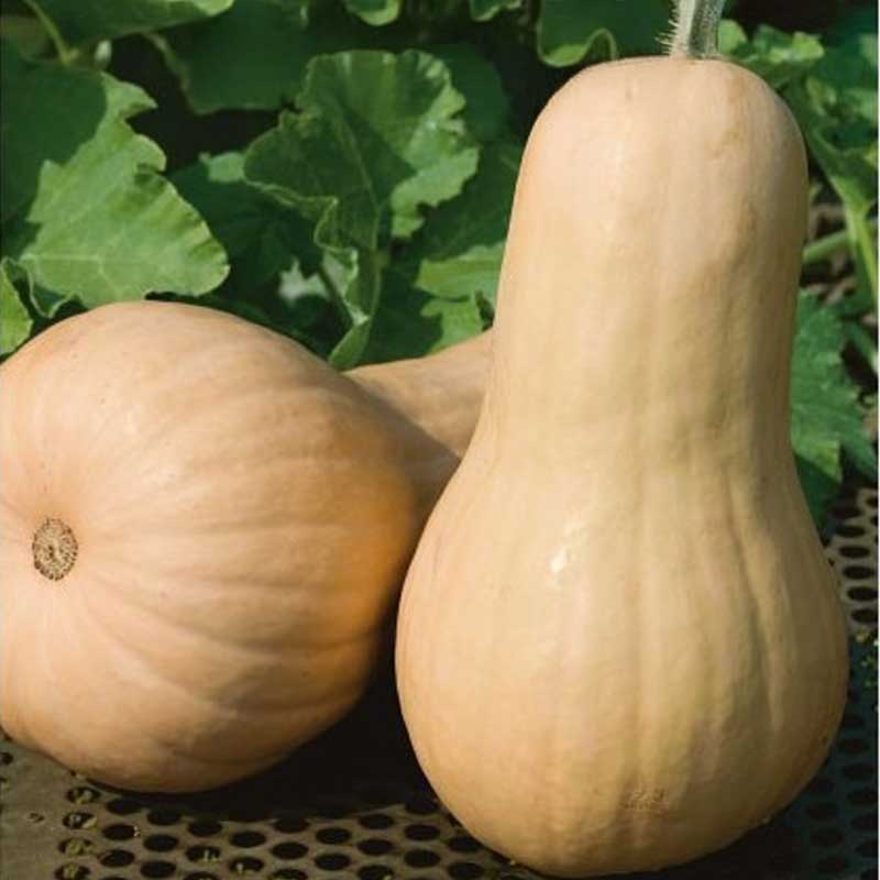 Butternut Squash 'Violina'