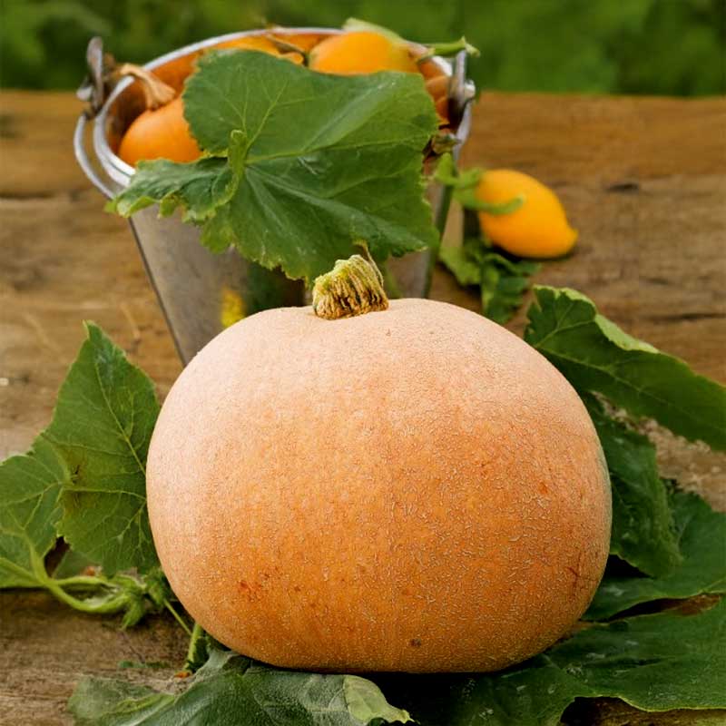 Pumpkin 'Melonova Zolta'