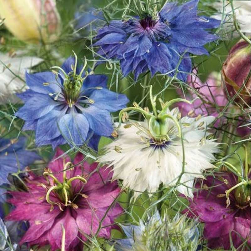 Love-in-a-Mist